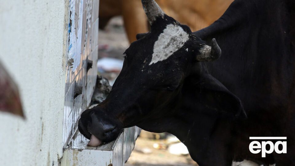 В России санкционные продукты будут отдавать на корм скоту