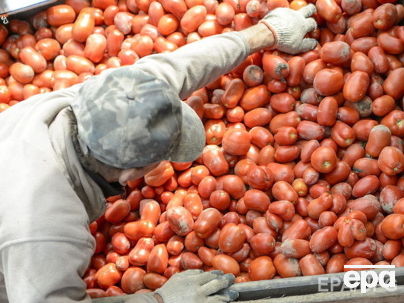 Водитель спас помидоры от уничтожения российскими чиновниками