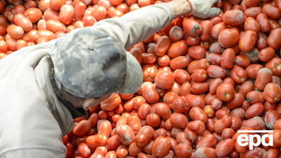 Водитель спас помидоры от уничтожения российскими чиновниками