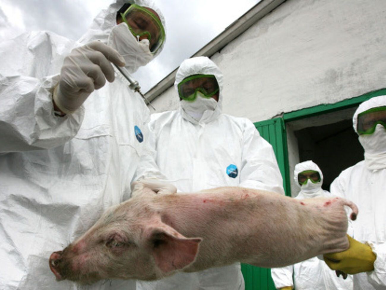 Госветфитослужба: В Пирятине обнаружено около 300 туш свиней с вирусом АЧС