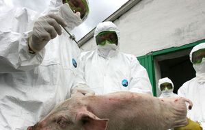 Госветфитослужба: В Пирятине обнаружено около 300 туш свиней с вирусом АЧС