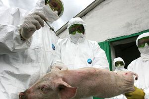 Госветфитослужба: В Пирятине обнаружено около 300 туш свиней с вирусом АЧС