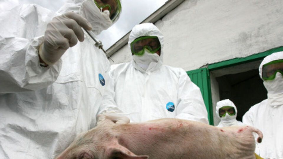 Госветфитослужба: В Пирятине обнаружено около 300 туш свиней с вирусом АЧС