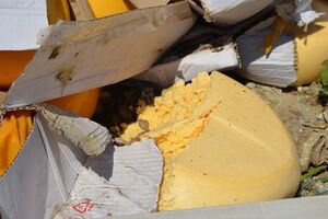 Уничтожение санкционного сыра в России