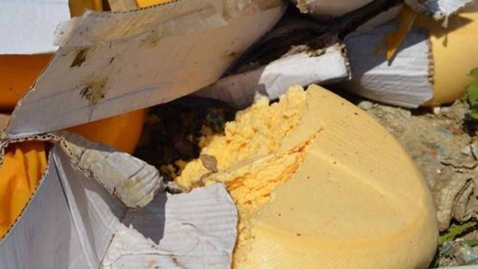 Уничтожение санкционного сыра в России