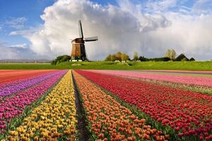 Россельхознадзор все-таки проведет с Еврокомиссией консультации о поставках голландских цветов