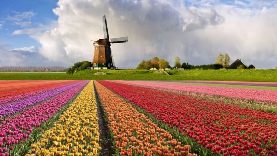 Россельхознадзор все-таки проведет с Еврокомиссией консультации о поставках голландских цветов