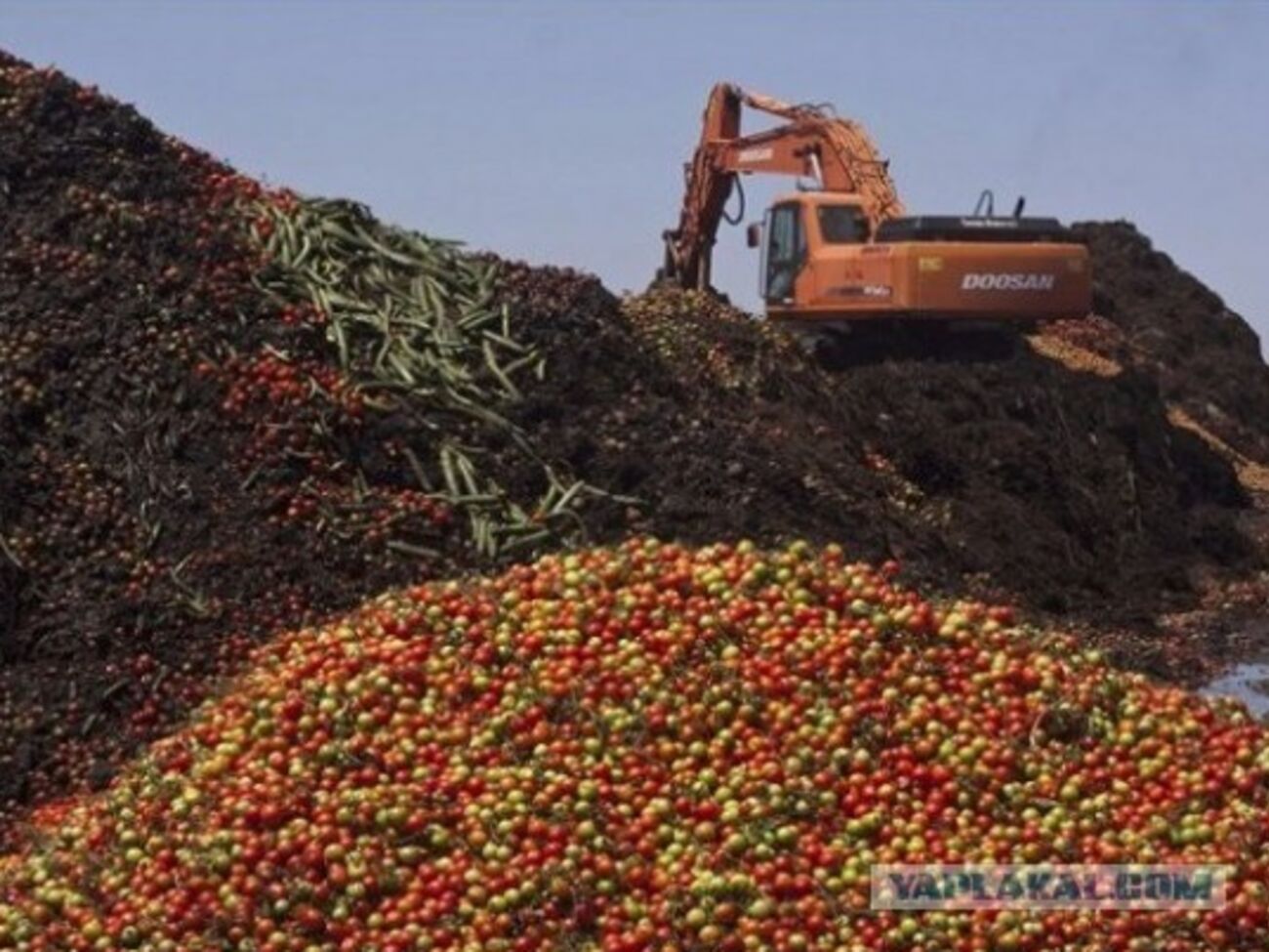 Уничтожение "санкционных помидоров" в российском Смоленске