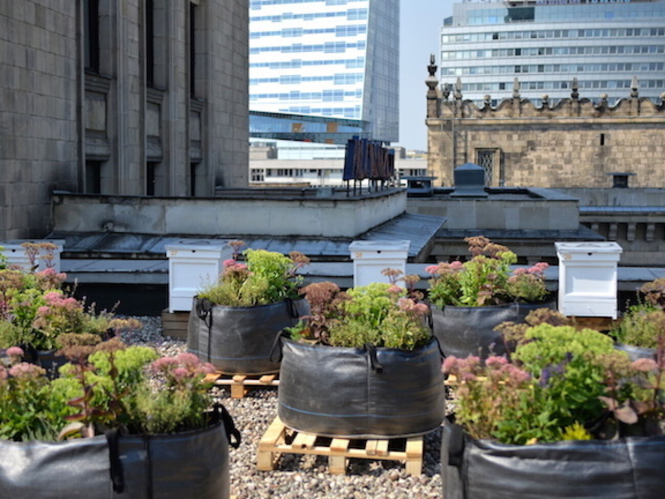 Пасека расположена на крыше местного театра