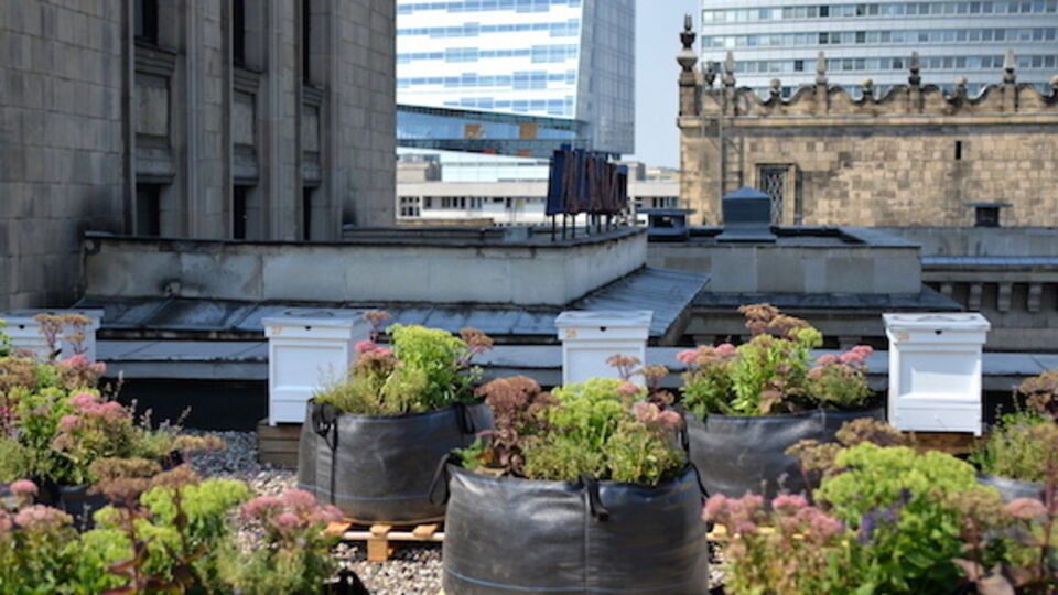 Пасека расположена на крыше местного театра