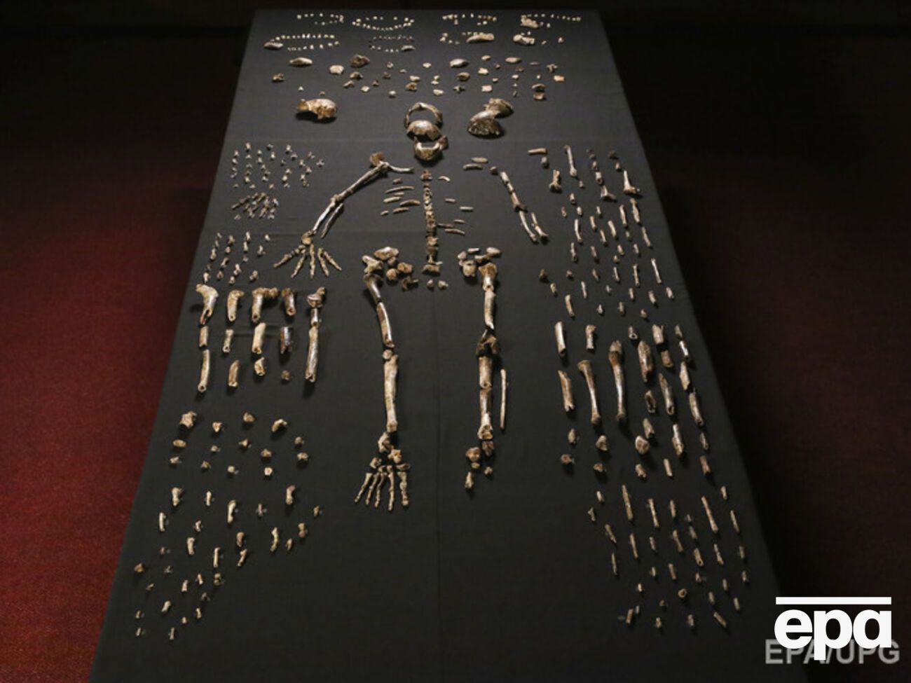Homo Naledi представляет собой уникальную смесь черт как подобных человеческим, так и более примитивных