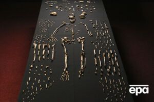 Homo Naledi представляет собой уникальную смесь черт как подобных человеческим, так и более примитивных