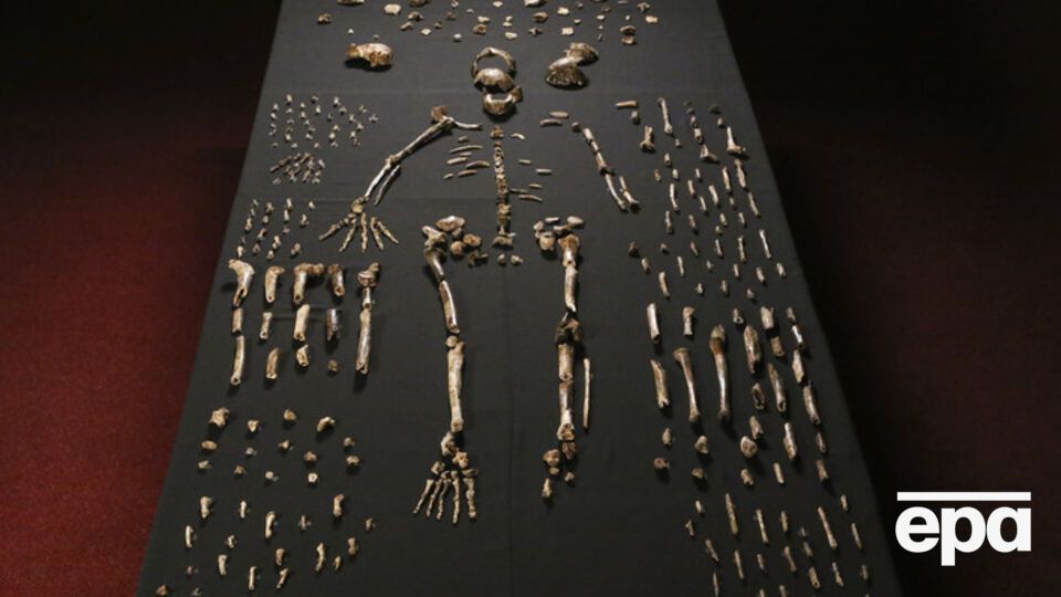 Homo Naledi представляет собой уникальную смесь черт как подобных человеческим, так и более примитивных
