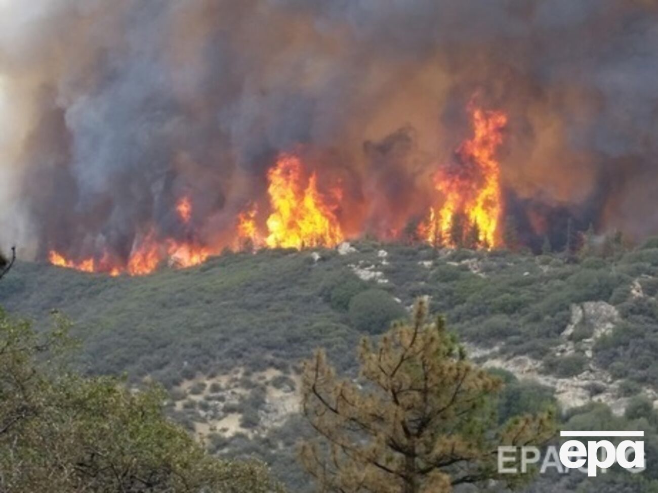 Водитель снял на видео свое бегство от лесного пожара
