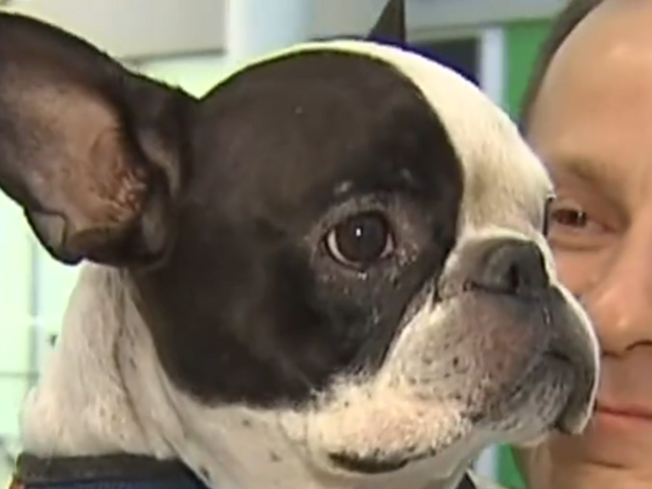 Бульдог Симба воссоединился со счастливым хозяином в аэропорту Торонто