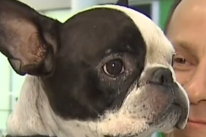 Бульдог Симба воссоединился со счастливым хозяином в аэропорту Торонто