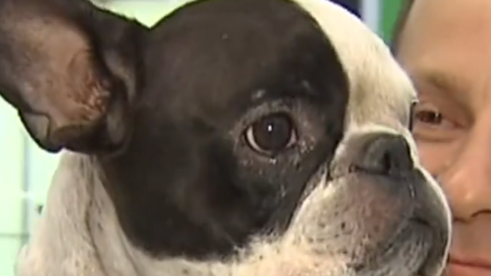 Бульдог Симба воссоединился со счастливым хозяином в аэропорту Торонто