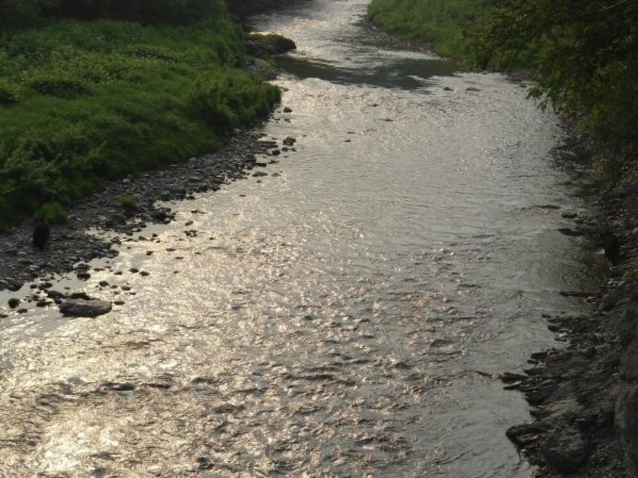 Экологи: Программа сохранения лососевых рек поставлена под угрозу