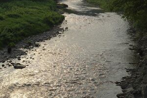 Экологи: Программа сохранения лососевых рек поставлена под угрозу