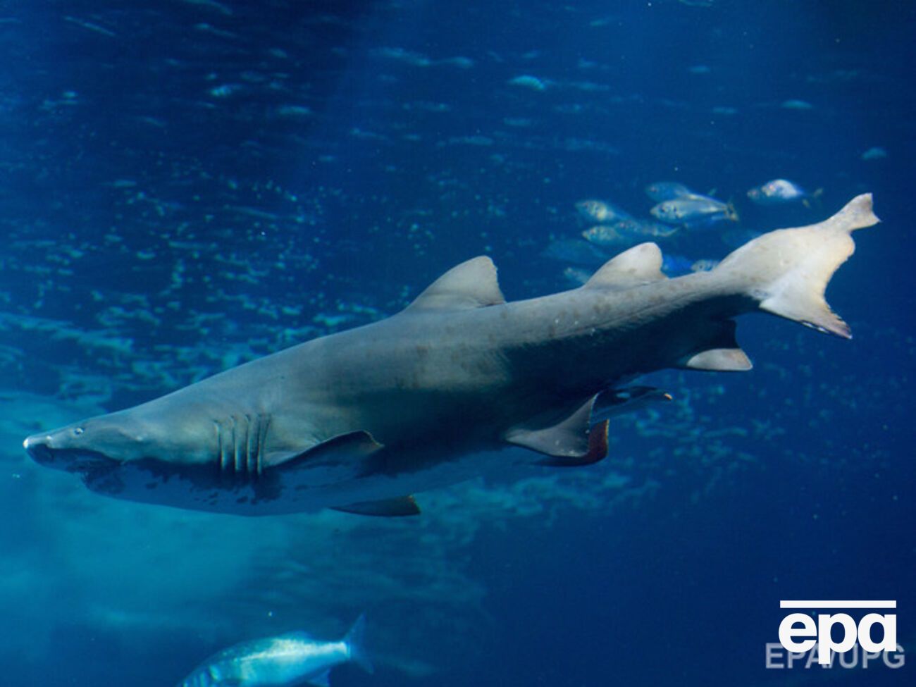 Мужчина дал отпор акуле