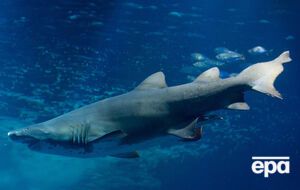 Мужчина дал отпор акуле