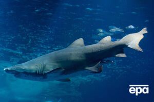 Мужчина дал отпор акуле