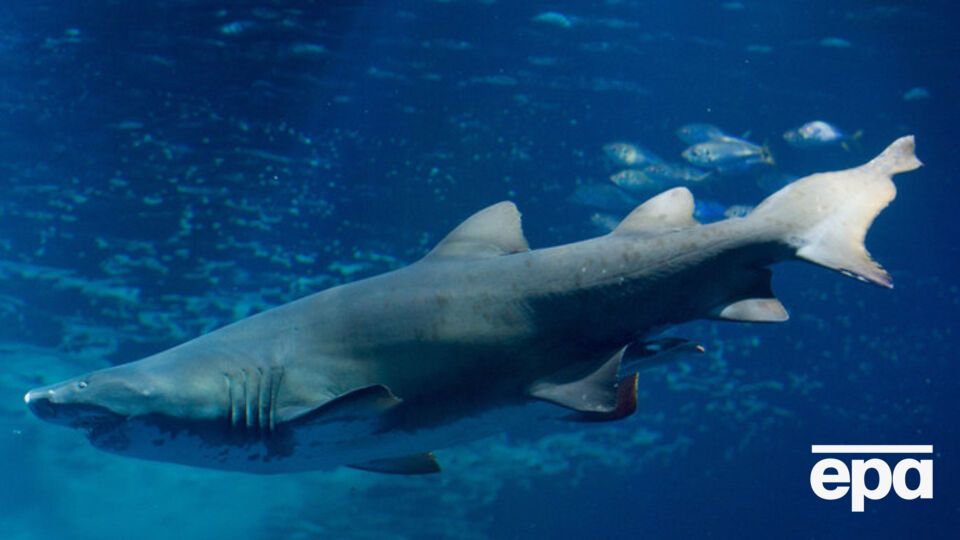 Мужчина дал отпор акуле