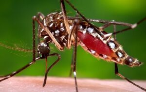 Комар Aedes aegypti, переносящий лихорадку Денге, в Украине не водится