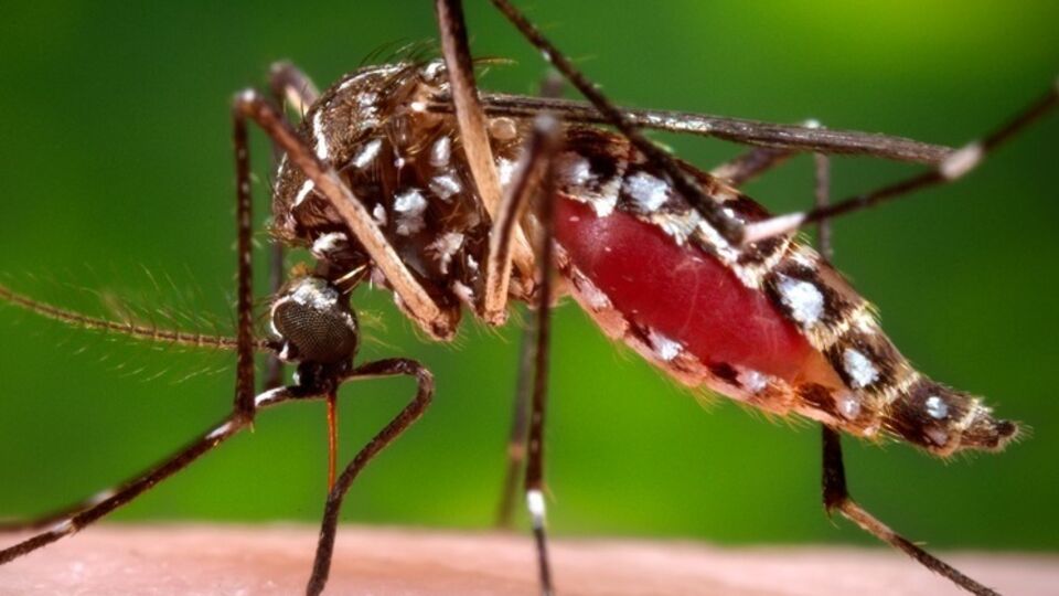 Комар Aedes aegypti, переносящий лихорадку Денге, в Украине не водится
