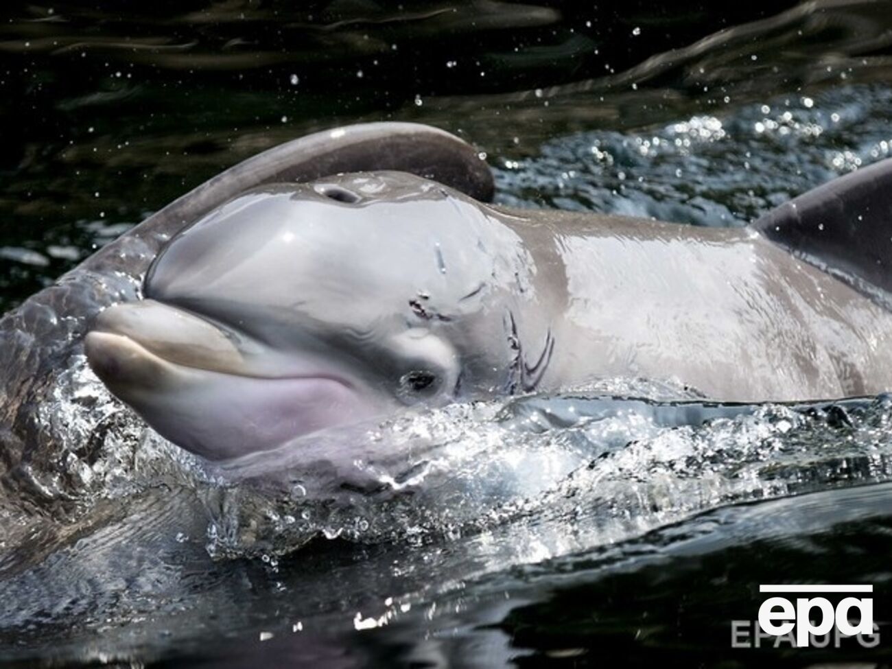 Гигантский заповедник будут населять киты, дельфины и черепахи