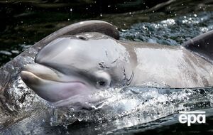 Гигантский заповедник будут населять киты, дельфины и черепахи