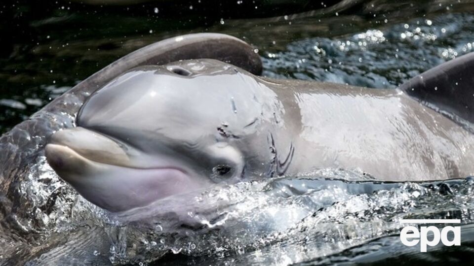 Гигантский заповедник будут населять киты, дельфины и черепахи