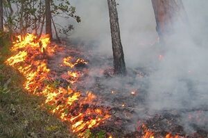 Спасатели считают, что низовой пожар не распространится на жилой сектор