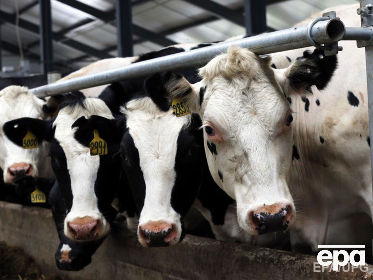 Украина будет поставлять молочную продукцию в Китай