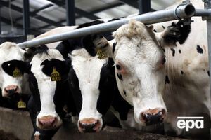 Украина будет поставлять молочную продукцию в Китай