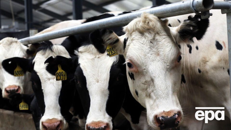 Украина будет поставлять молочную продукцию в Китай