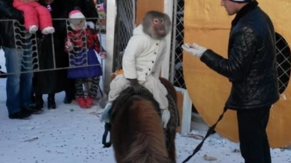 Новогодние гуляния в Керчи сопровождались выступлениями символа года – живой обезьяны из заезжего крымского цирка-шапито