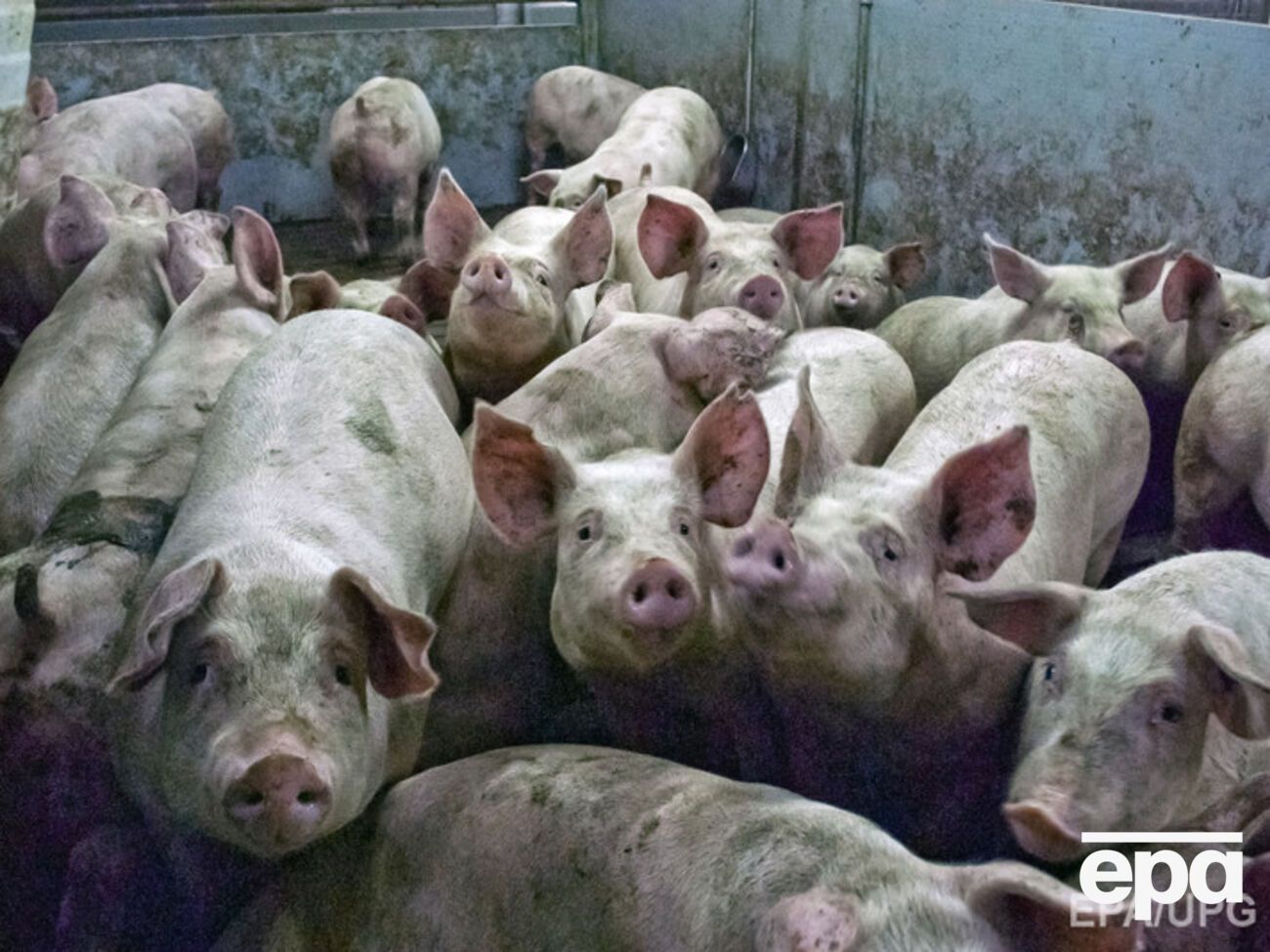 В России запретили украинскую свинину