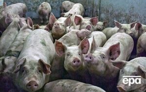 В России запретили украинскую свинину