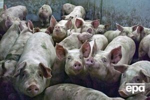 В России запретили украинскую свинину