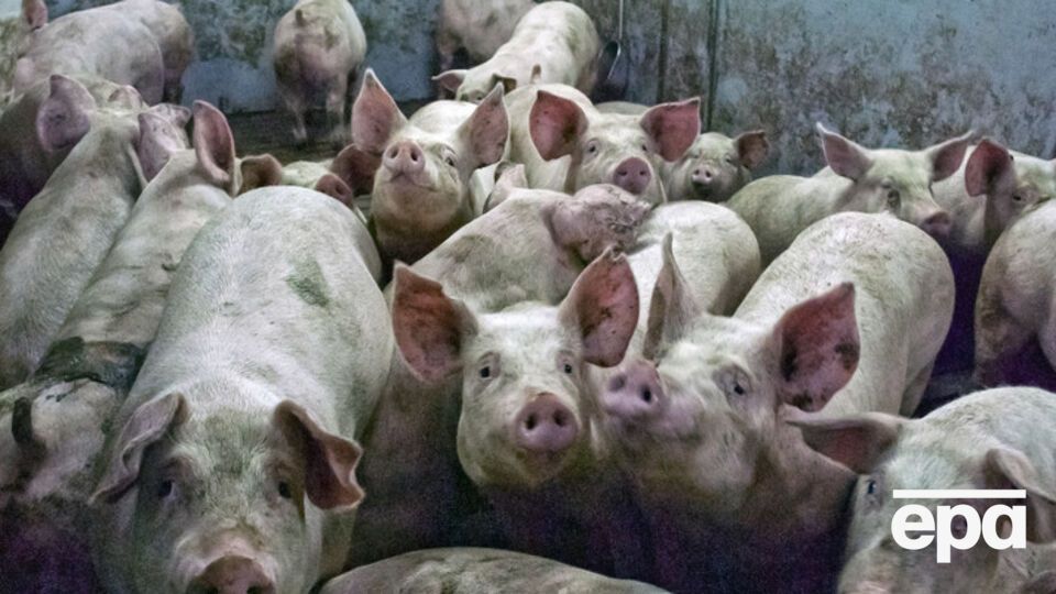 В России запретили украинскую свинину