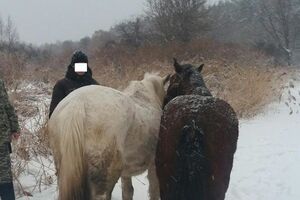 Мужчина пытался воспользоваться непогодой, чтобы переправить коней через границу