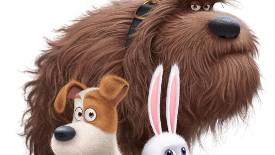 Бездомные животные сразятся с домашними питомцами в новом мультфильме