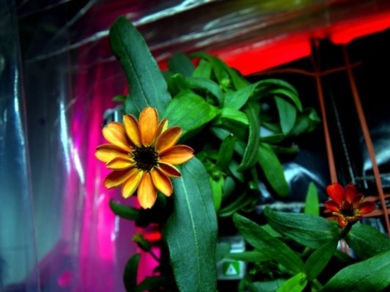 На МКС впервые в истории распустился цветок