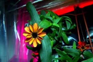 На МКС впервые в истории распустился цветок