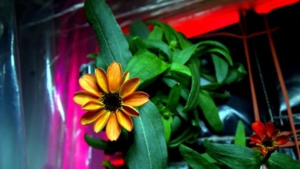 На МКС впервые в истории распустился цветок