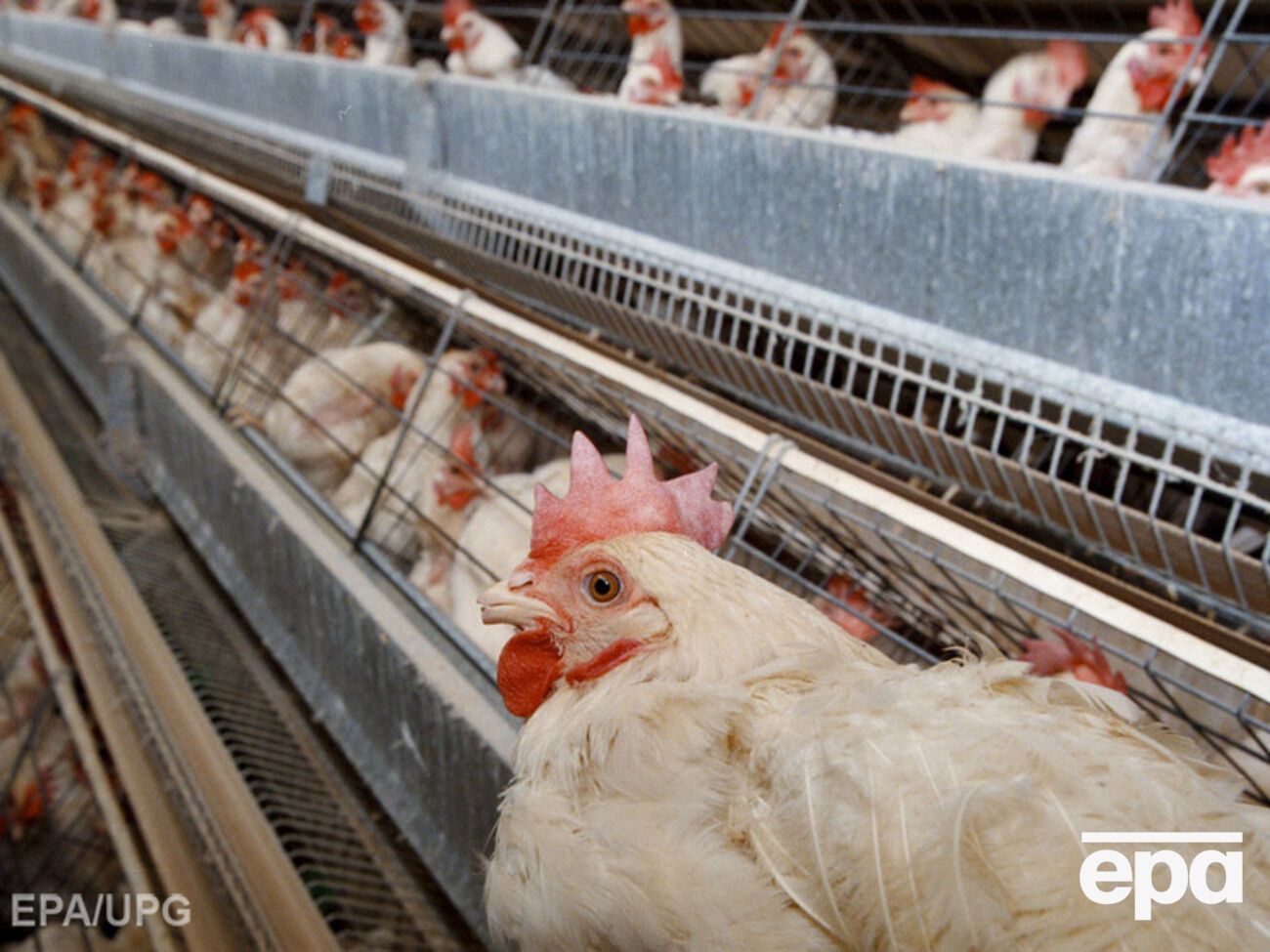 Косюк: Европа защищает свой рынок курятины