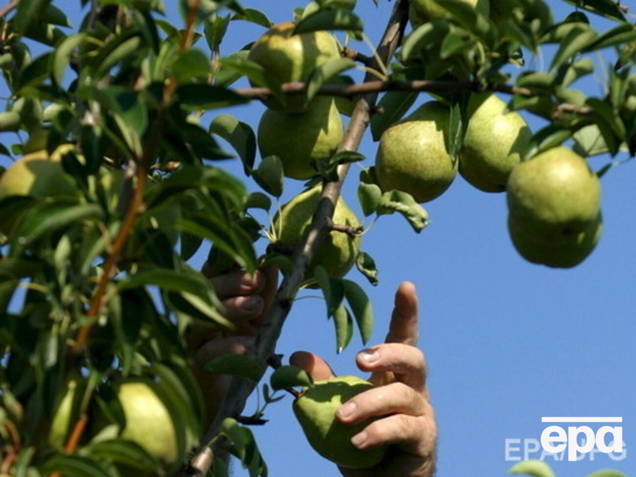 В России уничтожили партию бельгийских груш