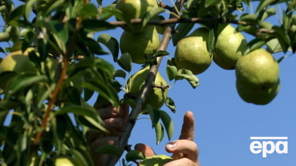 В России уничтожили партию бельгийских груш