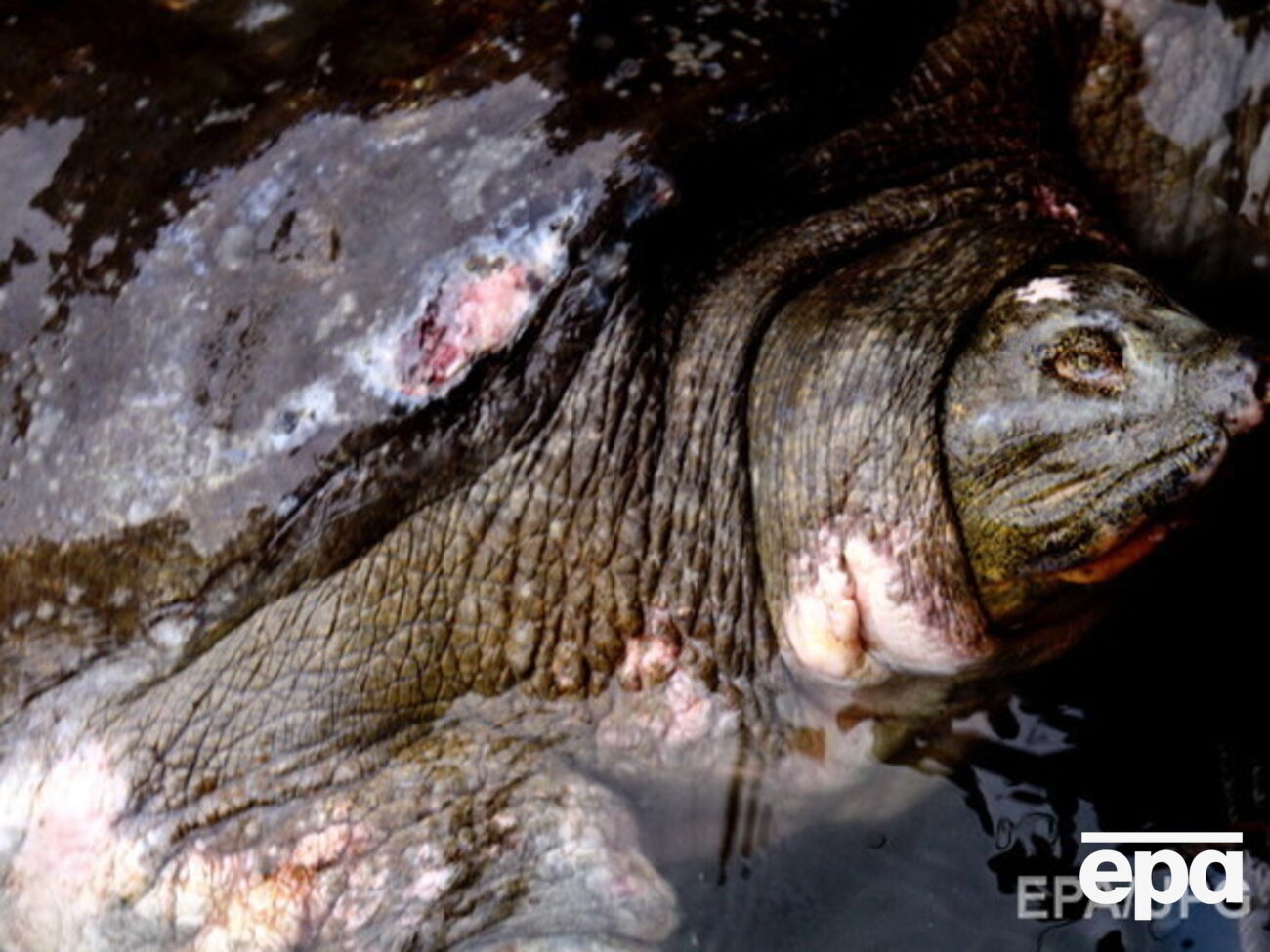 Длина Дядюшки составляла 1,85 метра, вес &ndash; 169 кг